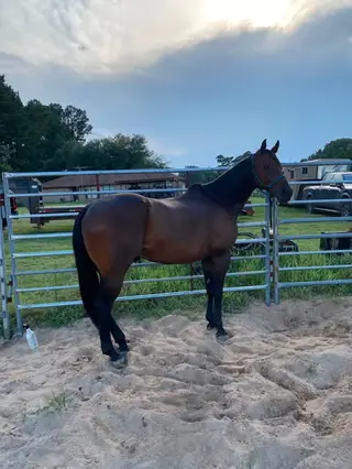 Bay Gelding
