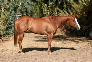 Cardi, 6 Year Old Sorrel Quarter Horse Mare for Sale in Norco, CA, photo 2 of 4