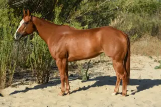 Cardi, 6 Year Old Sorrel Quarter Horse Mare for Sale in Norco, CA
