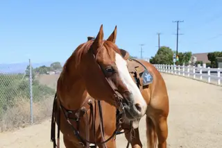 Cardi, 6 Year Old Sorrel Quarter Horse Mare for Sale in Norco, CA, photo 3 of 4