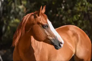 Cardi, 6 Year Old Sorrel Quarter Horse Mare for Sale in Norco, CA, photo 4 of 4