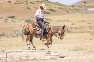 Red Speed Wagon