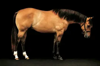 Cool Doc's Roan Bar (Cool Kidd), 1 Year Old Dun Quarter Horse Gelding for Sale in Topeka, IN