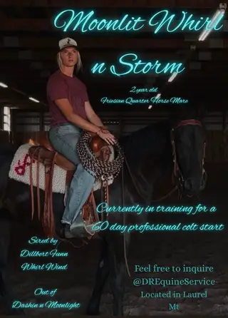 Moonlit Whirl n Storm (Stormy), 2 Year Old Black Friesian Quarter Horse Cross Filly for Sale in Laurel, MT, photo 2 of 4