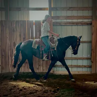 Moonlit Whirl n Storm (Stormy), 2 Year Old Black Friesian Quarter Horse Cross Filly for Sale in Laurel, MT, photo 3 of 4