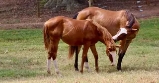 Electrizzity, Foal Sorrel Quarter Horse Filly for Sale in Comer, GA