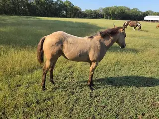 Filly by Shiny Outlaw, Foal Buckskin Quarter Horse Filly for Sale in NE, photo 2 of 2