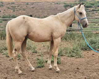 KT Double the Payday, 1 Year Old Palomino Quarter Horse Colt for Sale in Connell, WA