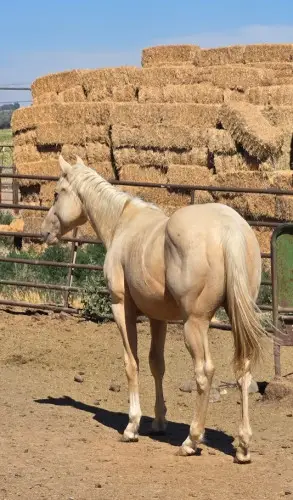 KT Double the Payday, 1 Year Old Palomino Quarter Horse Colt for Sale in Connell, WA, photo 2 of 5