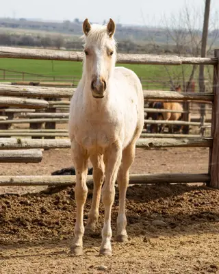 KT Double the Payday, 1 Year Old Palomino Quarter Horse Colt for Sale in Connell, WA, photo 3 of 5