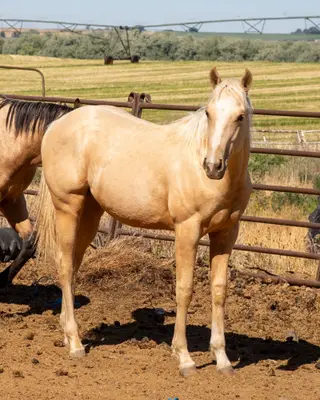 KT Double the Payday, 1 Year Old Palomino Quarter Horse Colt for Sale in Connell, WA, photo 4 of 5