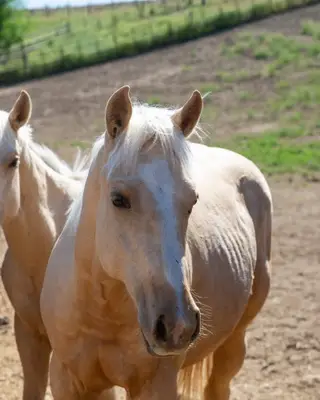 KT Double the Payday, 1 Year Old Palomino Quarter Horse Colt for Sale in Connell, WA, photo 5 of 5