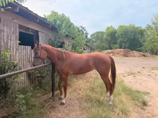 Chestnut Arabian/Quarter Horse Cross Mare, 3 Year Old Arabian/Quarter Horse Cross Mare for Sale in Houston, TX