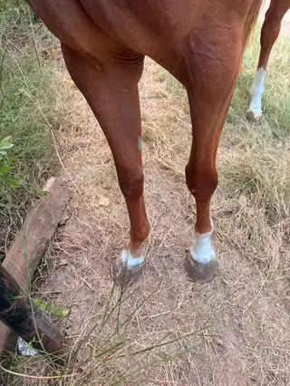 Chestnut Arabian/Quarter Horse Cross Mare, 3 Year Old Chestnut Arabian/Quarter Horse Cross Mare for Sale in Houston, TX, photo 2 of 4