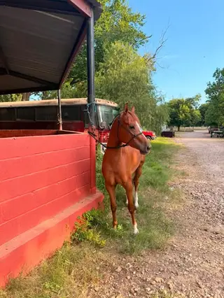 Chestnut Arabian/Quarter Horse Cross Mare, 3 Year Old Chestnut Arabian/Quarter Horse Cross Mare for Sale in Houston, TX, photo 4 of 4