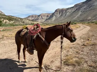 Jake, 11 Year Old Chestnut Quarter Horse Gelding for Sale in De Beque, CO, photo 2 of 5
