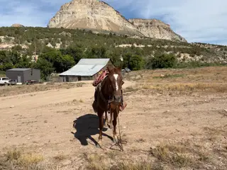 Jake, 11 Year Old Chestnut Quarter Horse Gelding for Sale in De Beque, CO, photo 3 of 5