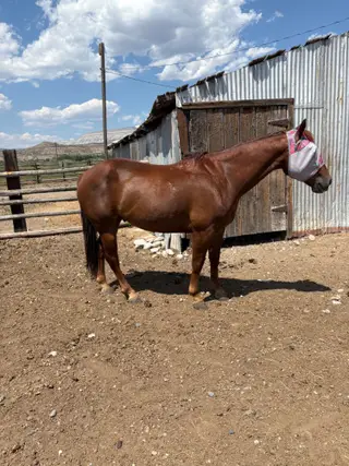 Jake, 11 Year Old Chestnut Quarter Horse Gelding for Sale in De Beque, CO, photo 4 of 5