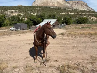 Jake, 11 Year Old Chestnut Quarter Horse Gelding for Sale in De Beque, CO, photo 5 of 5