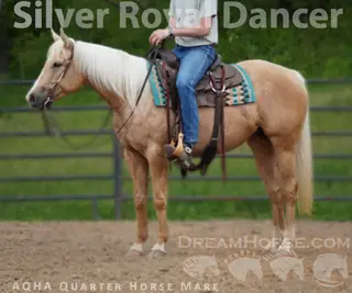 Silver Royal Dancer