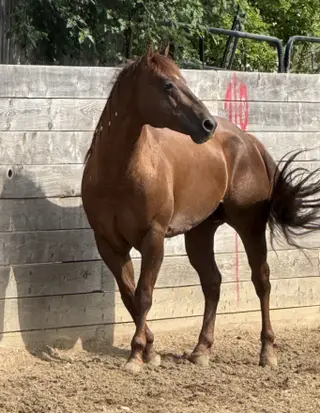Desys Little Star, 6 Year Old Sorrel Quarter Horse Stallion for Sale in Woodstock, IL, photo 2 of 6