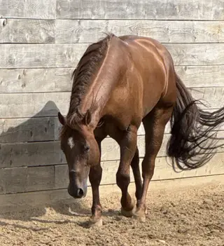 Desys Little Star, 6 Year Old Sorrel Quarter Horse Stallion for Sale in Woodstock, IL, photo 3 of 6