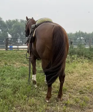 Desys Little Star, 6 Year Old Sorrel Quarter Horse Stallion for Sale in Woodstock, IL, photo 4 of 6