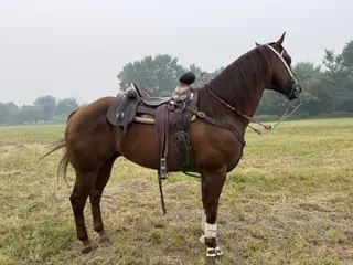 Desys Little Star, 6 Year Old Sorrel Quarter Horse Stallion for Sale in Woodstock, IL, photo 5 of 6