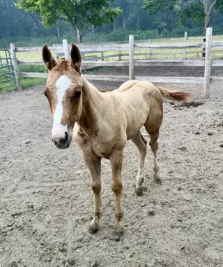 Desys Little Star, 6 Year Old Sorrel Quarter Horse Stallion for Sale in Woodstock, IL, photo 6 of 6