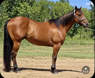 Trustee, 12 Year Old Buckskin Quarter Horse Gelding for Sale in Cincinnati, OH