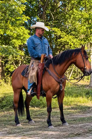 Trustee, 12 Year Old Buckskin Quarter Horse Gelding for Sale in Cincinnati, OH, photo 2 of 4
