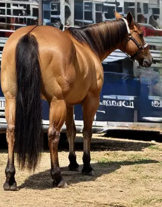 Trustee, 12 Year Old Buckskin Quarter Horse Gelding for Sale in Cincinnati, OH, photo 3 of 4