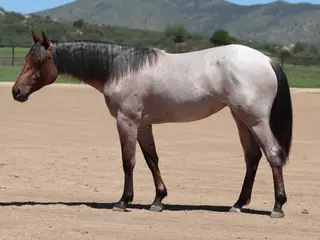 Lydias First Glo (Glitter), 1 Year Old Bay Roan Quarter Horse Filly for Sale in Dewey, AZ