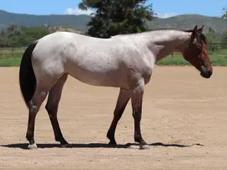 Lydias First Glo (Glitter), 1 Year Old Bay Roan Quarter Horse Filly for Sale in Dewey, AZ, photo 2 of 3