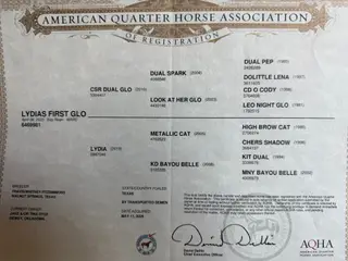 Lydias First Glo (Glitter), 1 Year Old Bay Roan Quarter Horse Filly for Sale in Dewey, AZ, photo 3 of 3