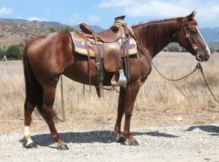 Dot Me Rey, 8 Year Old Sorrel Quarter Horse Mare for Sale in Oak View, CA