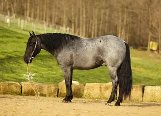 Blue Ice, 5 Year Old Blue Roan Quarter Horse/Pony Cross Gelding for Sale