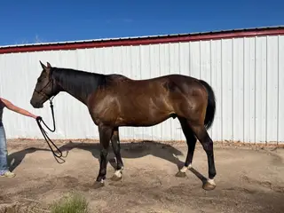 Beans, 8 Year Old Brown Quarter Horse Gelding for Sale in Proctor, CO