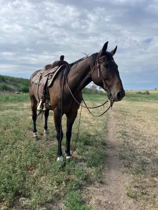 Beans, 8 Year Old Brown Quarter Horse Gelding for Sale in Proctor, CO, photo 2 of 5