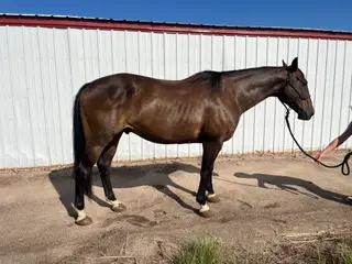 Beans, 8 Year Old Brown Quarter Horse Gelding for Sale in Proctor, CO, photo 3 of 5