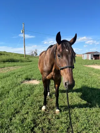 Beans, 8 Year Old Brown Quarter Horse Gelding for Sale in Proctor, CO, photo 4 of 5