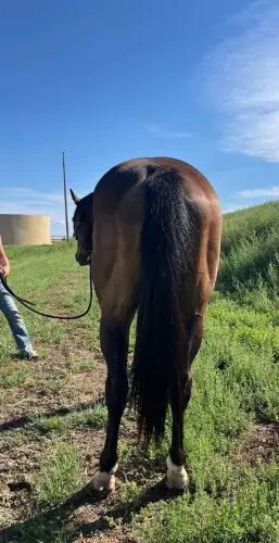 Beans, 8 Year Old Brown Quarter Horse Gelding for Sale in Proctor, CO, photo 5 of 5
