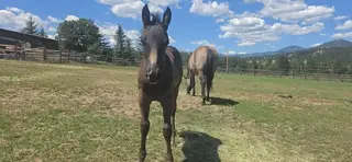 Reuben, 1 Year Old Grullo Quarter Horse Colt for Sale
