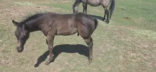 Reuben, 1 Year Old Grullo Quarter Horse Colt for Sale, photo 2 of 5