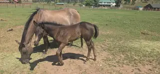 Reuben, 1 Year Old Grullo Quarter Horse Colt for Sale, photo 3 of 5