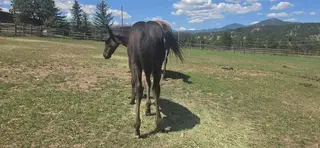 Reuben, 1 Year Old Grullo Quarter Horse Colt for Sale, photo 4 of 5