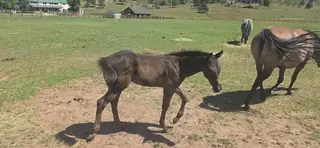 Reuben, 1 Year Old Grullo Quarter Horse Colt for Sale, photo 5 of 5