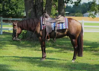 Right Black Atcha (Graham), 3 Year Old Black Quarter Horse Gelding for Sale in Selma, NC, photo 2 of 5