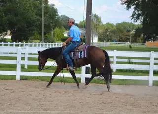 Right Black Atcha (Graham), 3 Year Old Black Quarter Horse Gelding for Sale in Selma, NC, photo 3 of 5