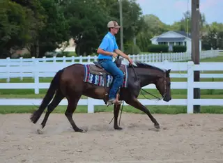 Right Black Atcha (Graham), 3 Year Old Black Quarter Horse Gelding for Sale in Selma, NC, photo 4 of 5